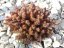 ROZCHODNÍK – SEDUM HAK. "CHOCOLATE BALL"