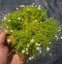 SAGINA SUBULATA - ÚRAZNÍK - LIME