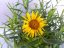 OMAN - INULA ENSIFOLIA GOLDEN YELLOW