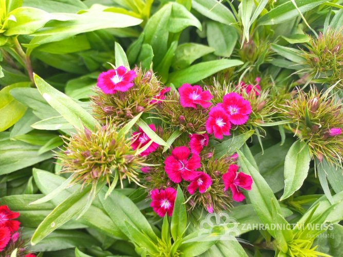 HVOZDÍK - DIANTHUS BARBARINI MIX