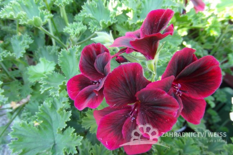 ANGLICKÝ MUŠKÁT ČERVENÝ -  „CANDY FLOWERS DARK RED“
