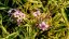 PHLOX PANICULATA - SUMMER FLOWERING NORA LEIGH