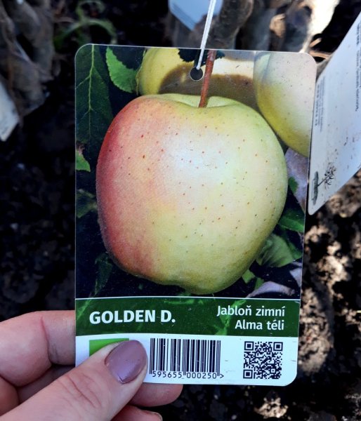 JABLOŇ - GOLDEN DELICIOUS - ZIMNÍ