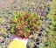 SEDUM ACRE YELLOW