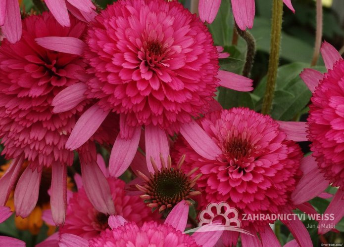 ECHINACEA HYBR. SOUTHERN BELLE