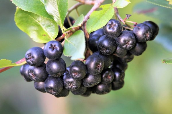 ARONIA PRUNIFOLIA NERO