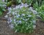 JIRNICE - POLEMONIUM HEAVEN SCENT