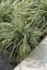 OSTŘICE JAPONSKÁ - CAREX OSHIMENSIS EVEREST
