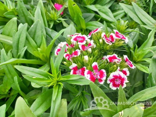 HVOZDÍK - DIANTHUS BARBARINI MIX
