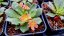 LEWISIA ELISE BRIGHT MIX