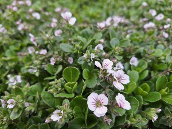 GYPSOPHILA CERASTIOIDES WHITE