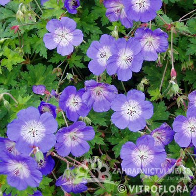 KAKOST - GERANIUM  HYBRIDA ROZZANE