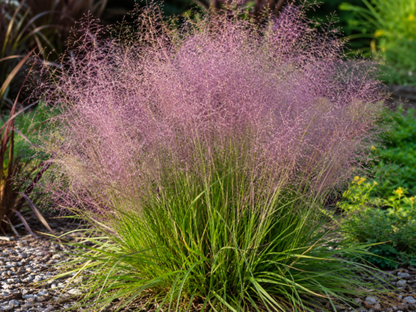 MILIČKA - ERAGROSTIS SPECTABILIS