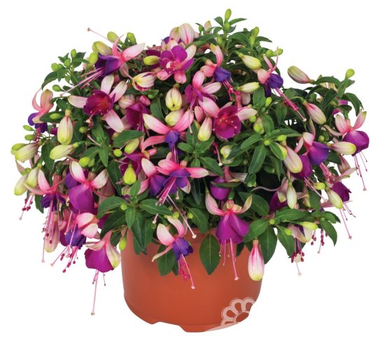 FUCHSIE - FUCHSIA BALLERINA® BRISEL
