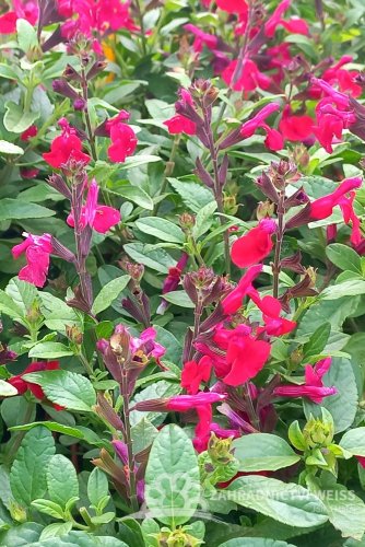 SALVIA GREGGII MIRAGE CHERRY