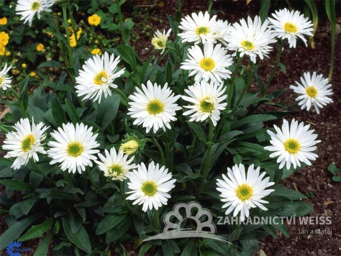 ASTRA - ASTER ALPINUS ALBUS
