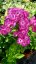 PHLOX PAN. FLAME PURPLE EYE