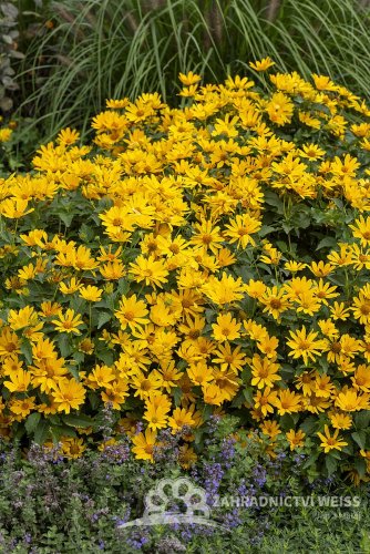 SLUNEČNICE- HELIOPSIS HELIANHOIDES ORIOLE SINGLE YELLOW