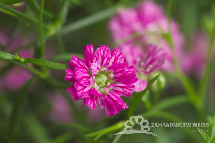 GYPSOPHILA MURALIS TEENY DEEP ROSE