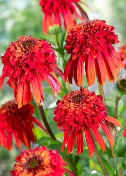 ECHINACEA HOT PAPAYA