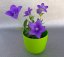 PLATYCODON GRANDIFLORUS - BOUBELKA
