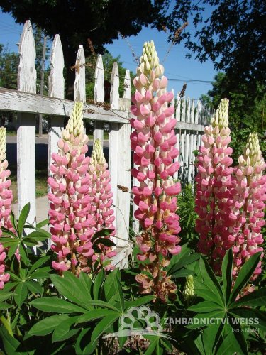 LUPINA - LUPINUS POLYPHYLLUS - LUPINI PINK SHADES