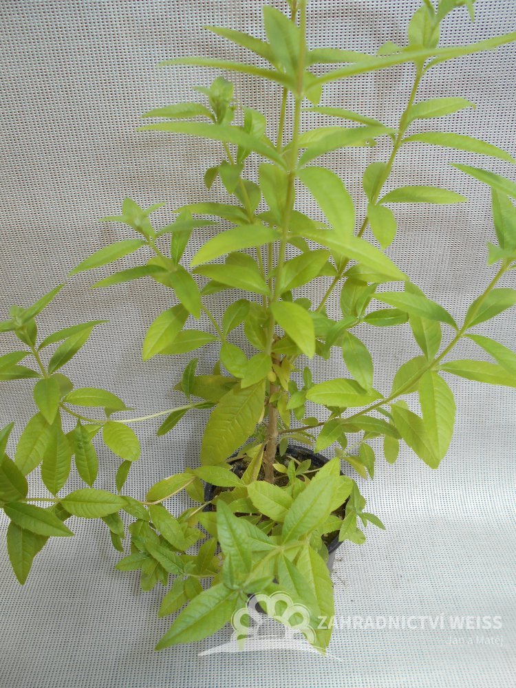 Verbena Citronova Pestovani () Verbena Citronova Pestovani