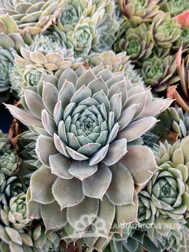 NETŘESK - SEMPERVIVUM HYBRIDUM AQUILA