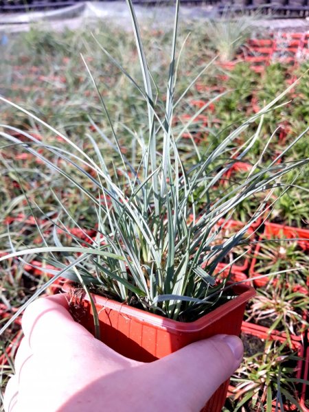 CAREX PANICEA „PAMIRA“