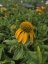ECHINACEA PURP. PRAIRIE BLAZE GOLDEN YELLOW