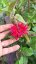 MONARDA HYBRIDA BEE-HAPPY