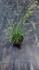 METLICE TRSNATÁ - DESCHAMPSIA CAESPITOSA TARDIFLORA