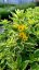 VRBINA - LYSIMACHIA ALEXANDER