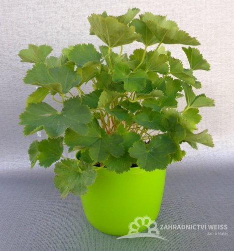 KONTRYHEL MĚKKÝ -  ALCHEMILLA MOLLIS AUSLESE