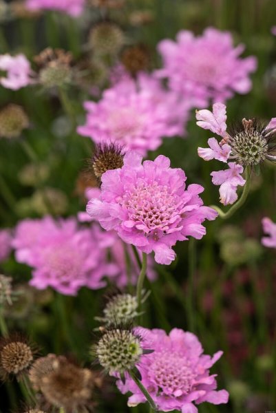 HLAVÁČ RŮŽOVÝ - SCABIOSA FLUTTER ROSE PINK