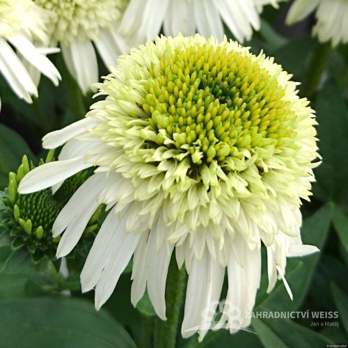 ECHINACEA PURPUREA - DELICIOUS NOUGAT