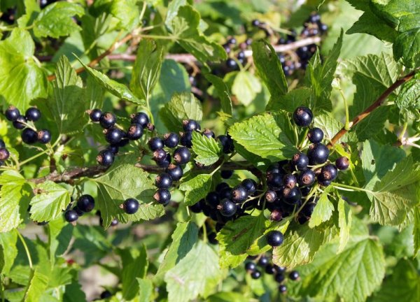 RYBÍZ ČERNÝ KEŘOVÝ - BEN CONAN