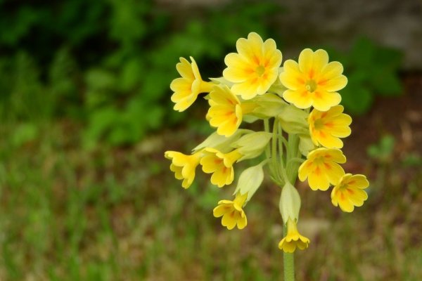 PRVOSENKA JARNÍ - "CABRILLO YELLOW"