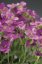 HUSENÍK - ARABIS BLEPHAROPHYLLA "DEEP ROSE "