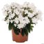 PHLOX PANICULATA FLAME PRO WHITE ®