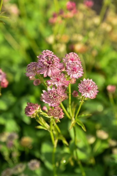 JARMANKA - ASTRANTIA MAJOR PINK BUTTON