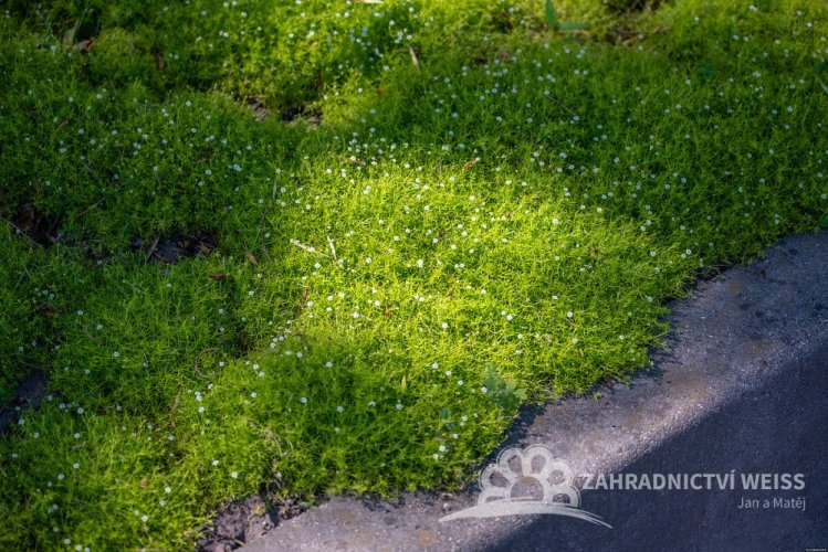 SAGINA SUBULATA - ÚRAZNÍK - LIME