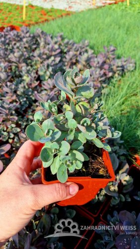 SEDUM CAUTICOLA SUNSPARKLER PLUM DAZZLED