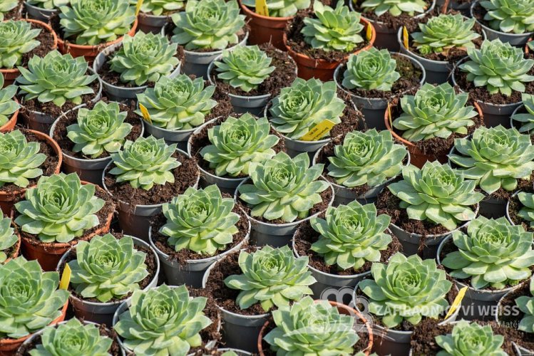 NETŘESK – SEMPERVIVUM BIG SAM JUMBO GREEN