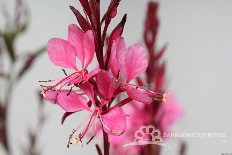 GAURA FLAMINGO PINK