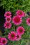 ECHINACEA PURPUREA DELICIOUS CANDY  ®