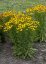 HELENIUM HYBR. WESERGOLD