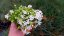 FLOX SKALKOVÝ - PHLOX SUBULATA FABULOUS WHITE