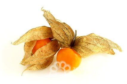 MOCHYNĚ PERUÁNSKÁ