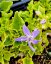 CAMPANULA GARGANICA DICKSON´S GOLD